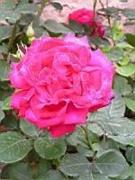 Rose rose 2 (Photo F. Mrugala)